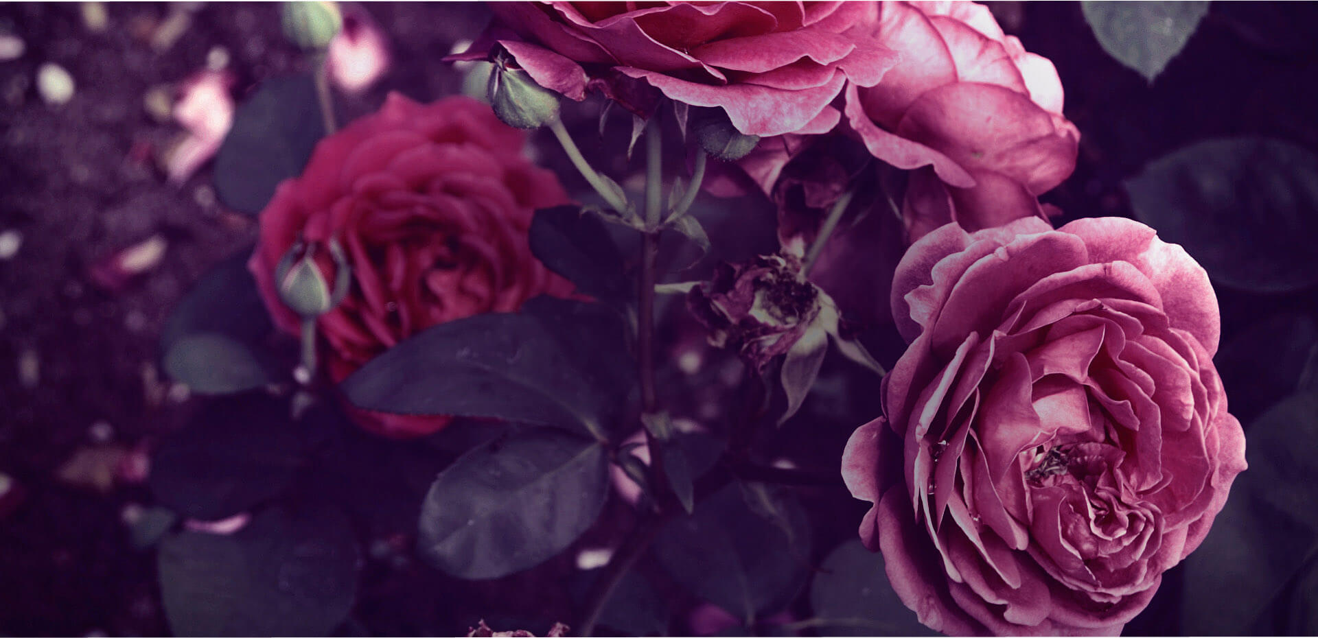 Stromy, ovocné keře, okrasné rostliny, růže, výrobce Polsko