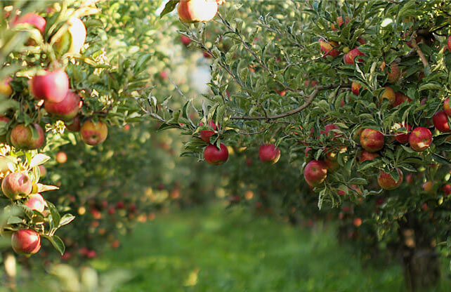 Stromy, ovocné keře, okrasné rostliny, růže, výrobce Polsko
