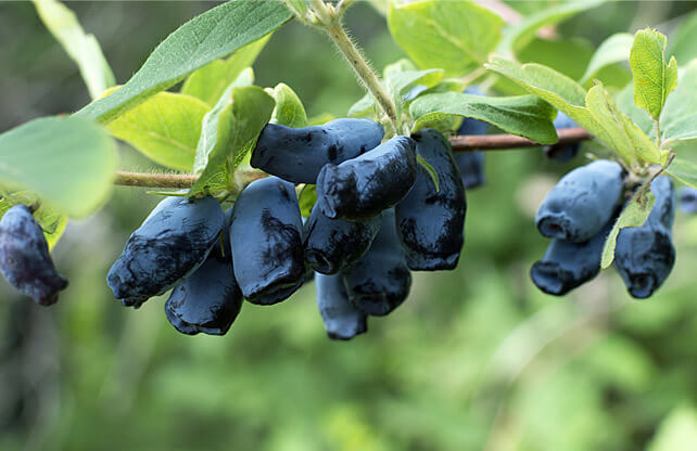 Stromy, ovocné keře, okrasné rostliny, růže, výrobce Polsko