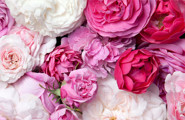 Stromy, ovocné keře, okrasné rostliny, růže, výrobce Polsko