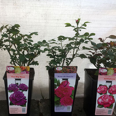 Stromy, ovocné keře, okrasné rostliny, růže, výrobce Polsko