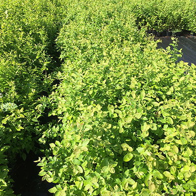 Stromy, ovocné keře, okrasné rostliny, růže, výrobce Polsko