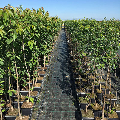 Stromy, ovocné keře, okrasné rostliny, růže, výrobce Polsko