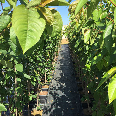 Stromy, ovocné keře, okrasné rostliny, růže, výrobce Polsko