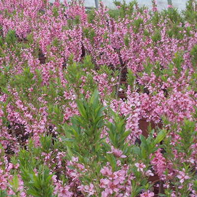 Stromy, ovocné keře, okrasné rostliny, růže, výrobce Polsko