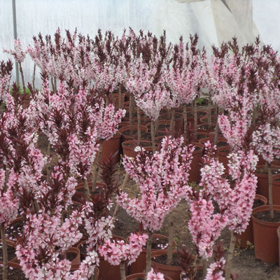 Stromy, ovocné keře, okrasné rostliny, růže, výrobce Polsko