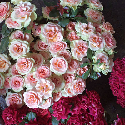 Stromy, ovocné keře, okrasné rostliny, růže, výrobce Polsko