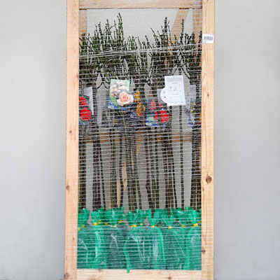 Stromy, ovocné keře, okrasné rostliny, růže, výrobce Polsko