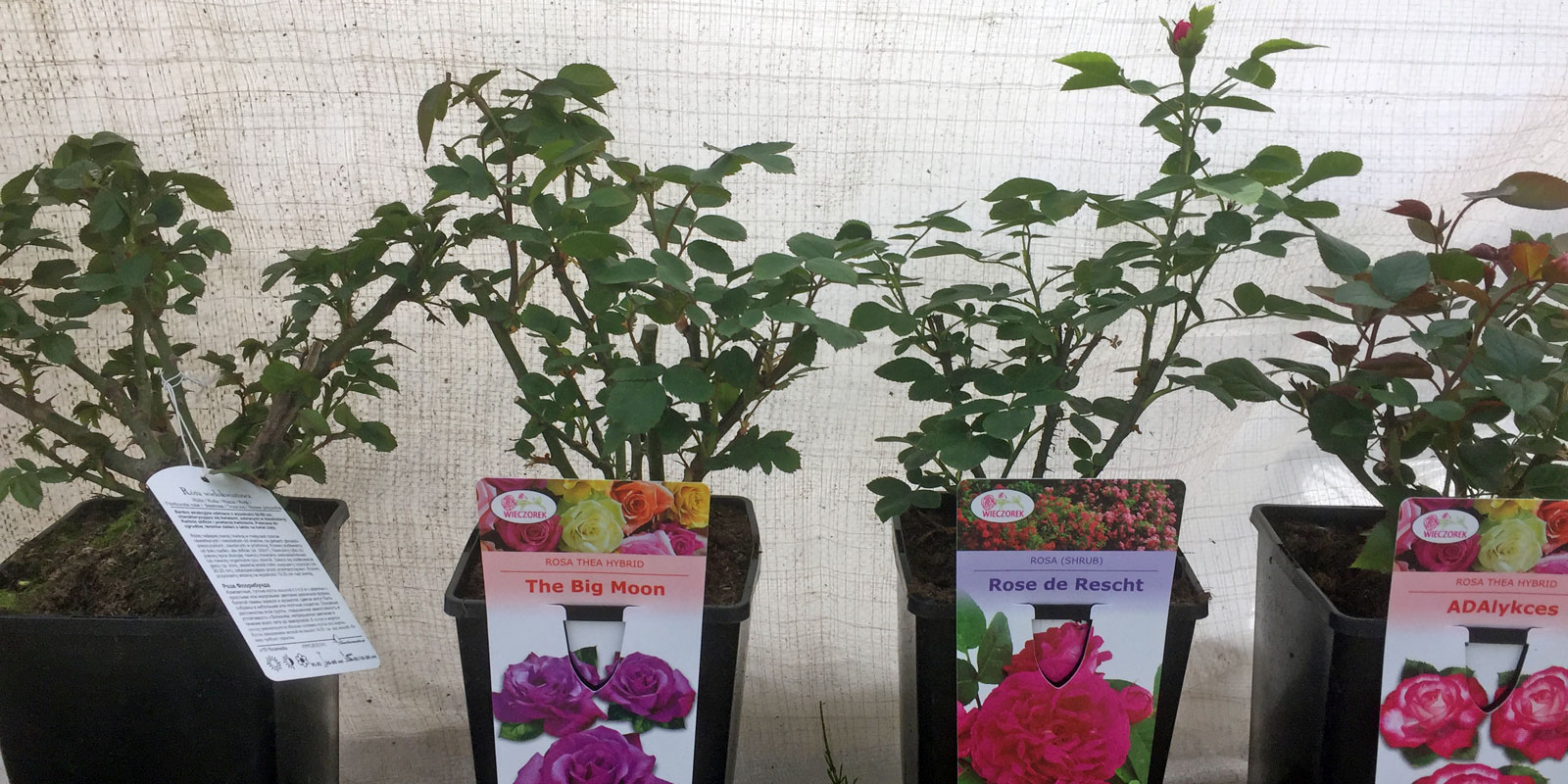 Stromy, ovocné keře, okrasné rostliny, růže, výrobce Polsko