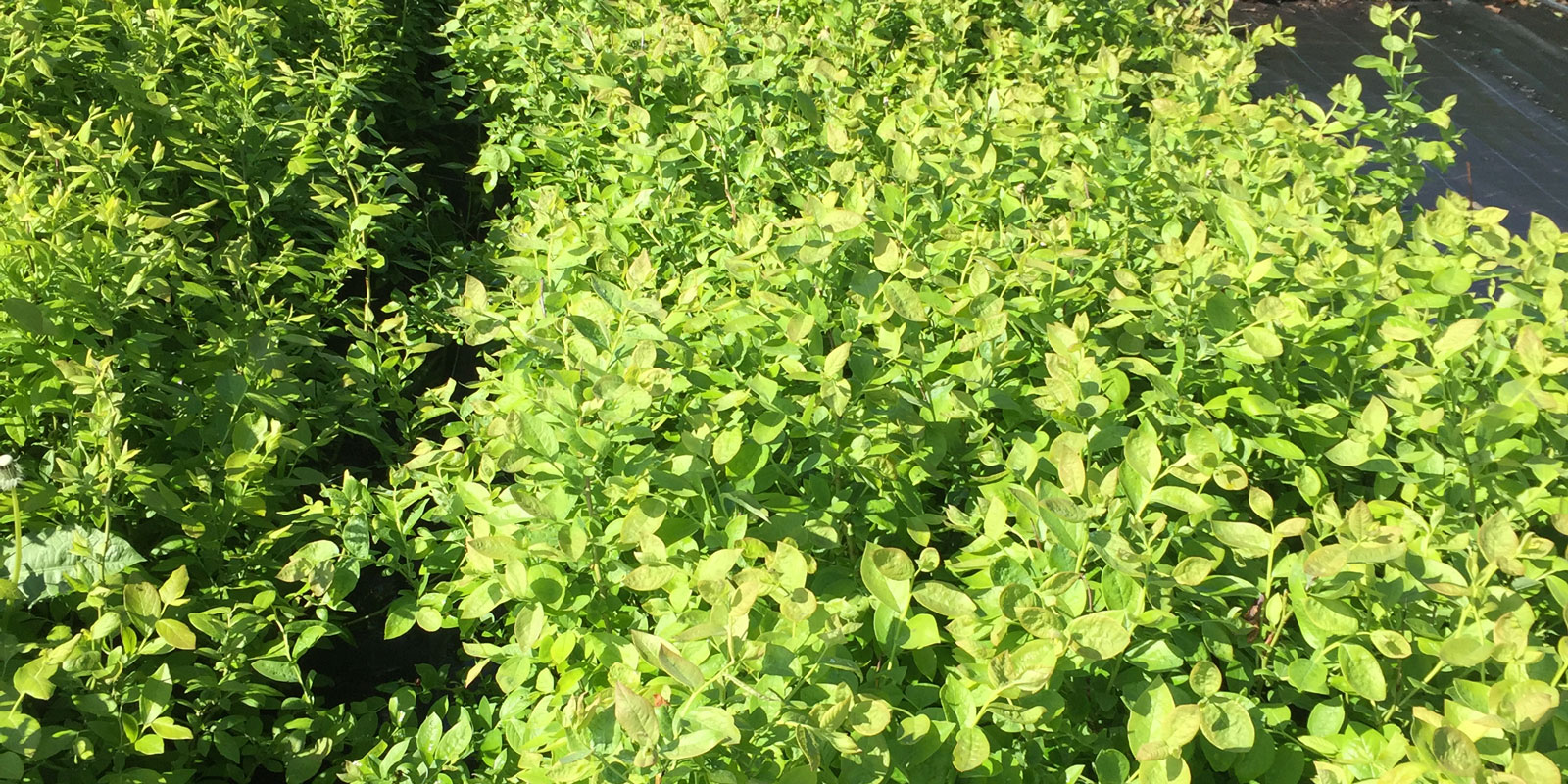 Stromy, ovocné keře, okrasné rostliny, růže, výrobce Polsko