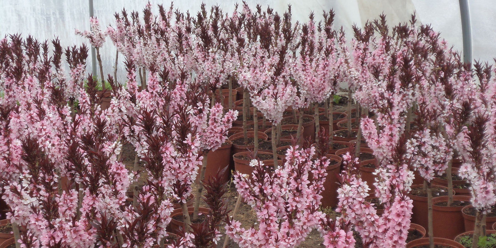 Stromy, ovocné keře, okrasné rostliny, růže, výrobce Polsko