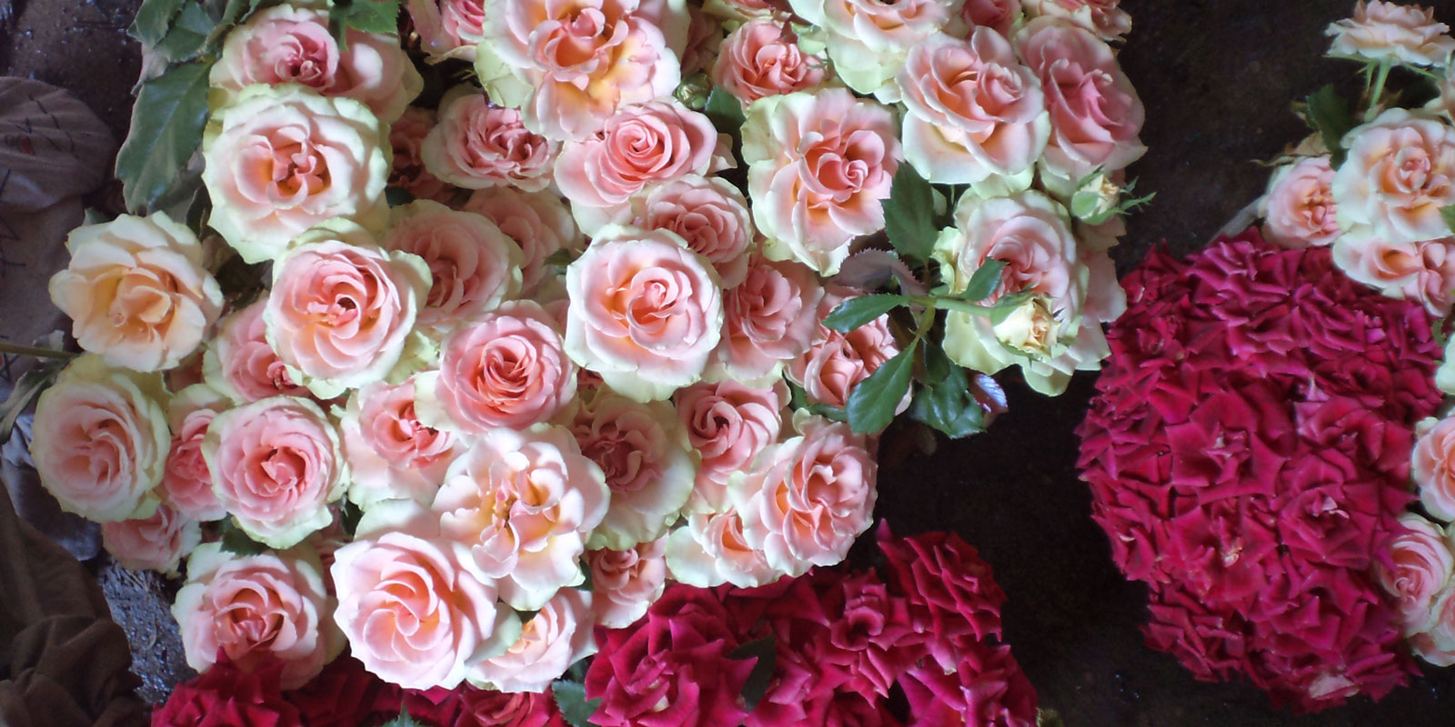 Stromy, ovocné keře, okrasné rostliny, růže, výrobce Polsko